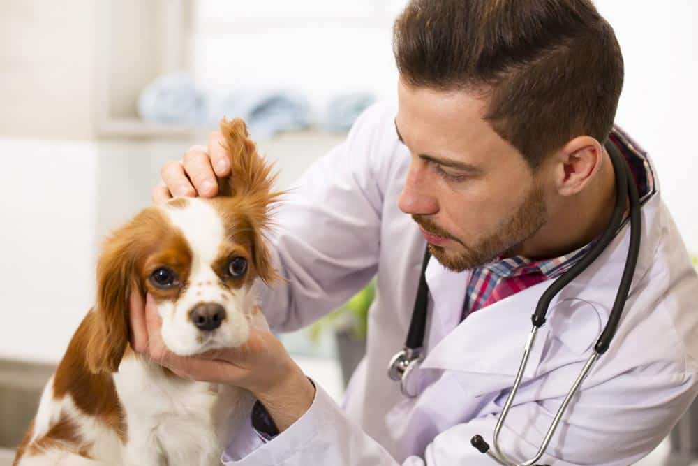 publicidad para clinicas veterinarias