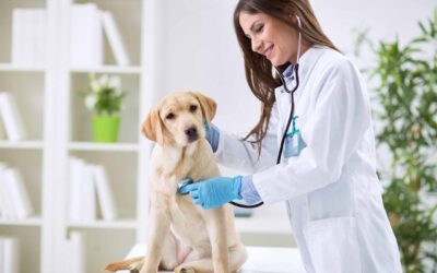 15 estrategias de marketing para veterinarios