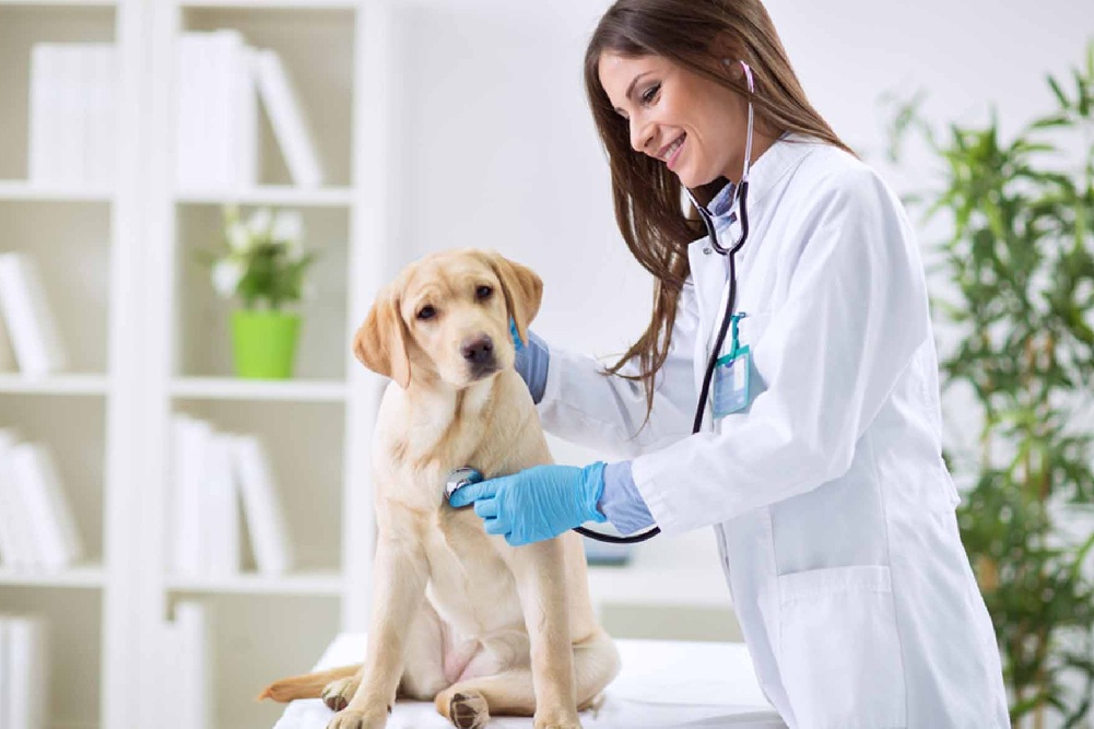 15 estrategias de marketing para veterinarios